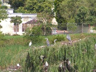All The Presidents Birds