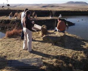 Makiti