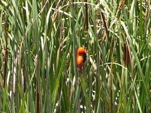 The hide to seek