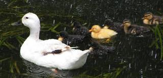 Fuzzy Duck