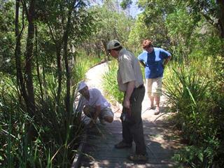Silvermine Boardwalk