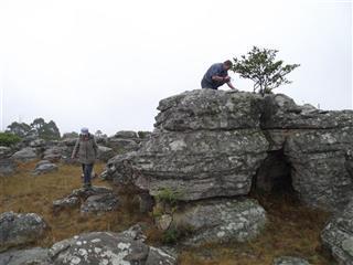 Kaapschehoop Tall Tail