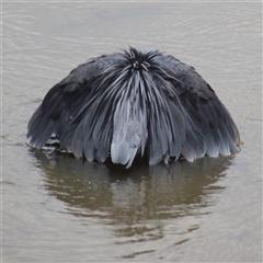 AUSTIN ROBERTS BIRD SANCTUARY
