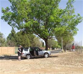 Spruit