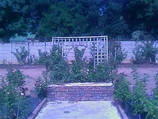 Linbro Roses