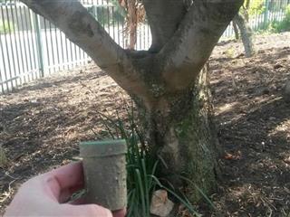 Tucked Away Tree