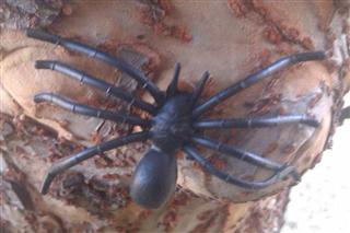 Incy Wincy Spider