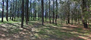 Urban Forest