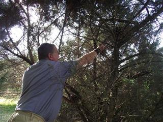 Pine's and Needle's