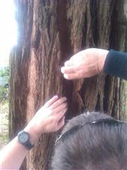 A&Q's Tree