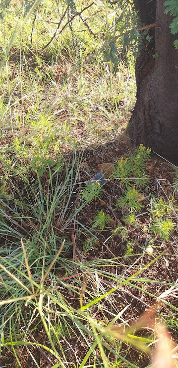 GPS - Toothpick Tree