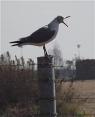 FAJS/JNB 4 - Gull Corner