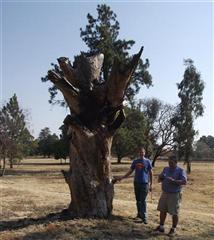 Big old tree