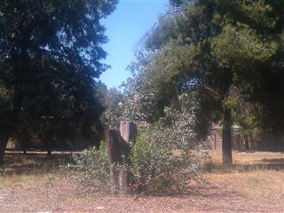 Little Forest