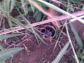 Sarel Seemonster