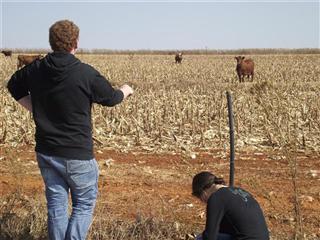 P&M's 50 Cache Dash #33: Amazing Maize