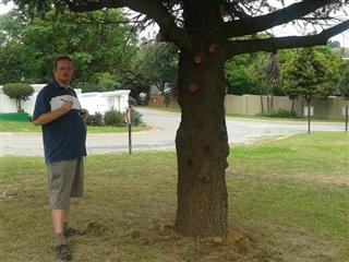 Island pine tree