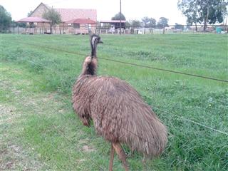 Emu's on Patrol