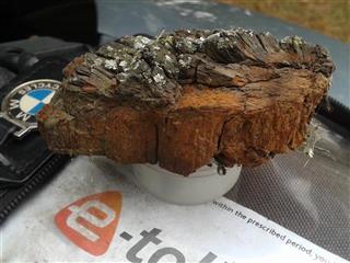 Sapient Pearwood