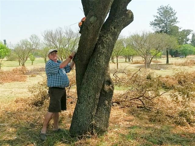 C.R.Swart Park - Tree Grove