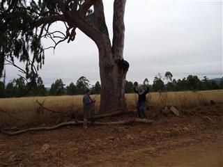 Wonderful tree with a view