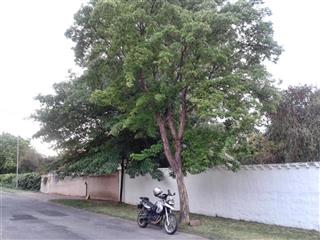 Trident Maple