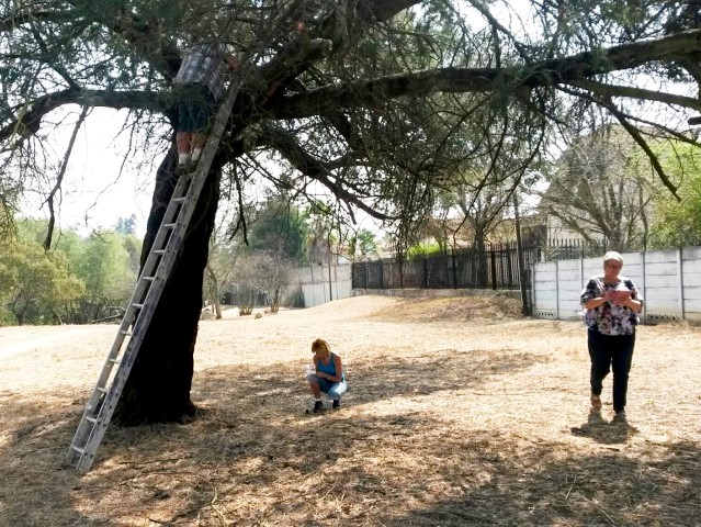 The Tree Rat