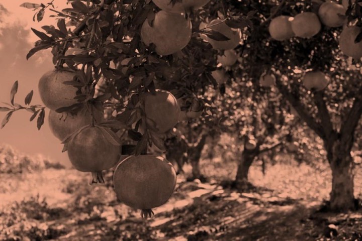 Ancient Produce