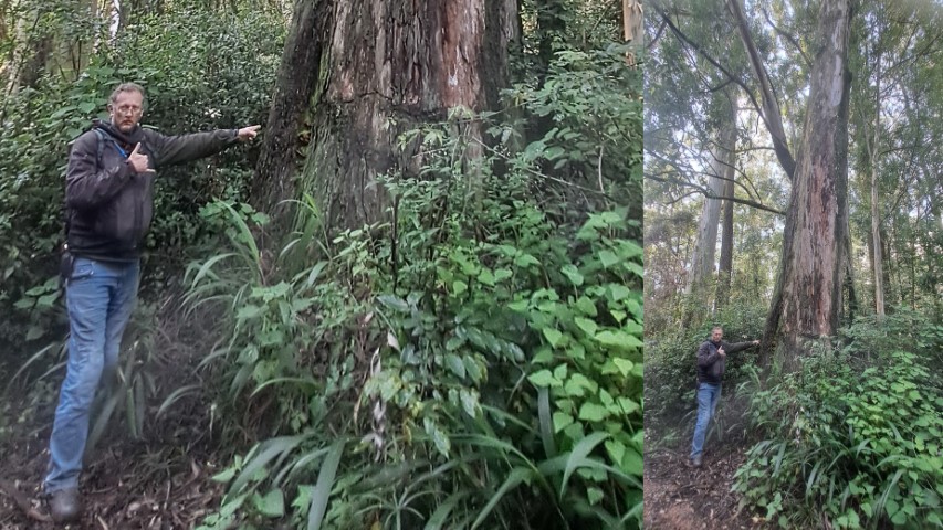 Tallest planted tree